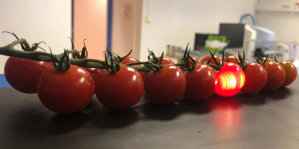 Researchers are able to measure the concentration of sugar inside the tomato without even touching it. The researchers manage to measure the concentration of sugar inside the tomato without touching it.