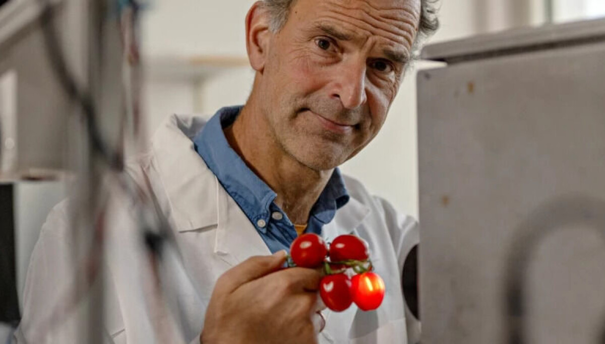 Sentient Tomato Exactly how sweet is a tomato?