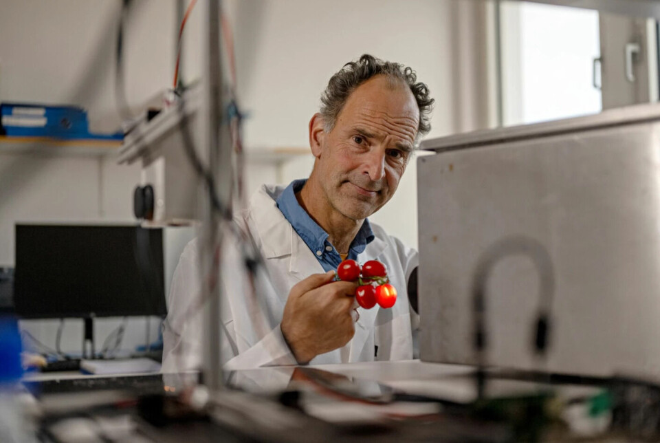Nofima researcher Jens Petter sees great opportunities for non-destructive sensor measurements of fruit, berries, and vegetables. The results from the tests with Piccolo tomatoes show that the measurement methods he and colleagues have developed can differentiate the tomatoes by degree of sweetness. Nofima researcher Jens Petter sees great opportunities for non-destructive sensor measurements of fruit, berries and vegetables. The results of the tests with Piccolo tomatoes show that the measurement methods he and colleagues have developed can differentiate the tomatoes by degree of sweetness.
