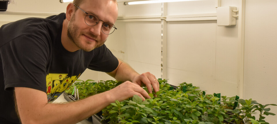 Researchers believe gene technology has enormous potential, but that the regulations are too strict