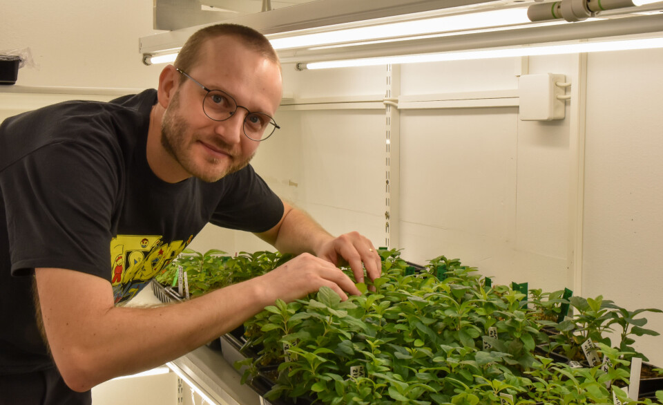 Sjur Sandgrind researches genetic technology at NIBIO. He believes that being able to use genetic technology like CRISPR could be of great benefit to society.