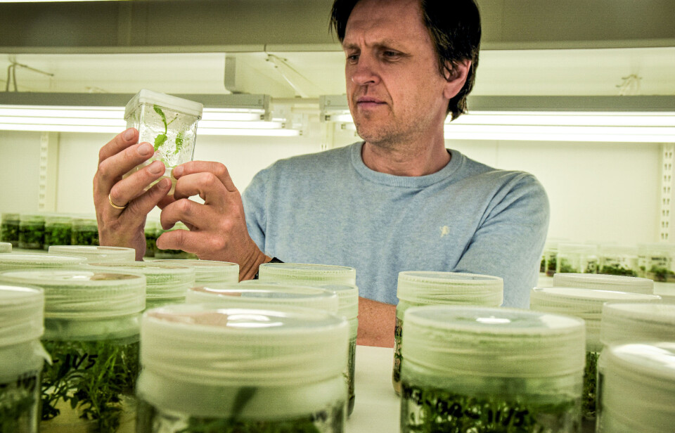 Researcher Tage Thorstensen and his team at NIBIO were the first in Norway to successfully use CRISPR technology to knock out susceptibility genes in wild strawberries. These are genes that make the plants more vulnerable to disease, especially fungal diseases.