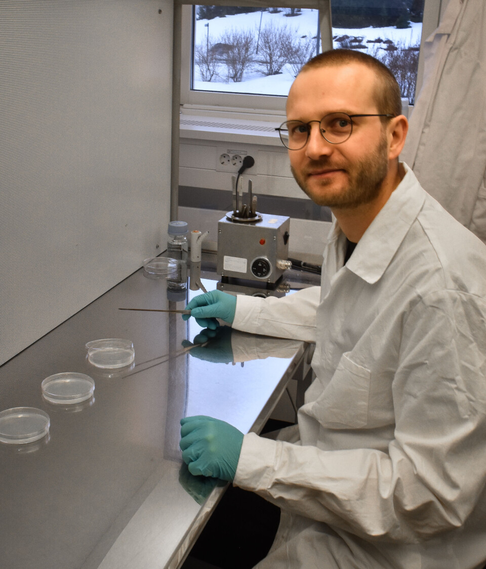 'With CRISPR, you can precisely turn off genes that make a plant susceptible to disease. You can also turn off genes that produce undesirable substances,' explains NIBIO researcher Sjur Sandgrind.