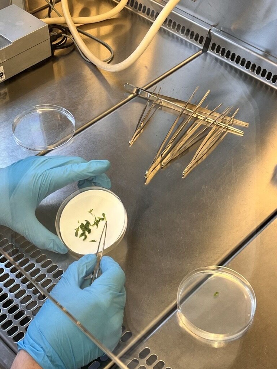 Currently, it can take 10-20 years to develop new varieties. With CRISPR, you can dramatically reduce the time it takes.