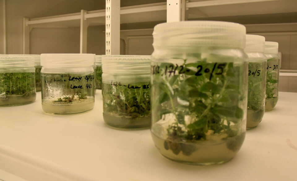Under Norwegian and European law, gene-edited products are currently classified as GMOs, even though they are practically identical to conventional products.