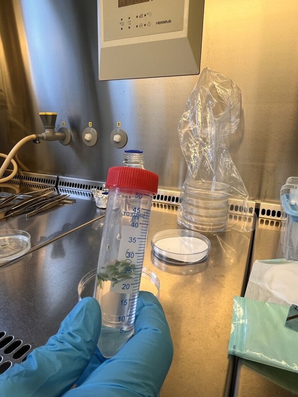 Researchers at NIBIO aim to demonstrate that CRISPR can be used for something concrete that is beneficial for Norway and Norwegian consumers.
