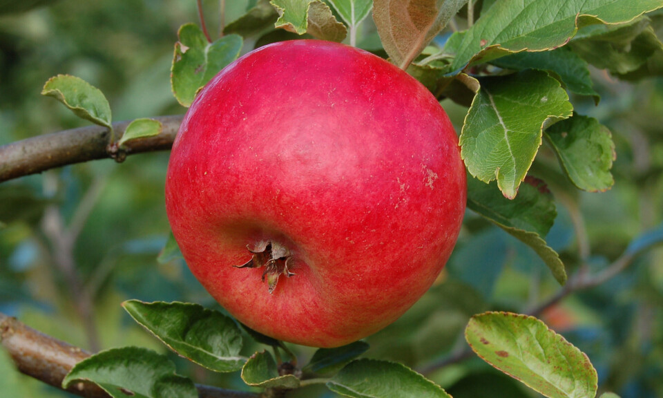 NIBIO employs CRISPR in efforts to enhance resistance against scab in apples, as well as addressing browning in apples.