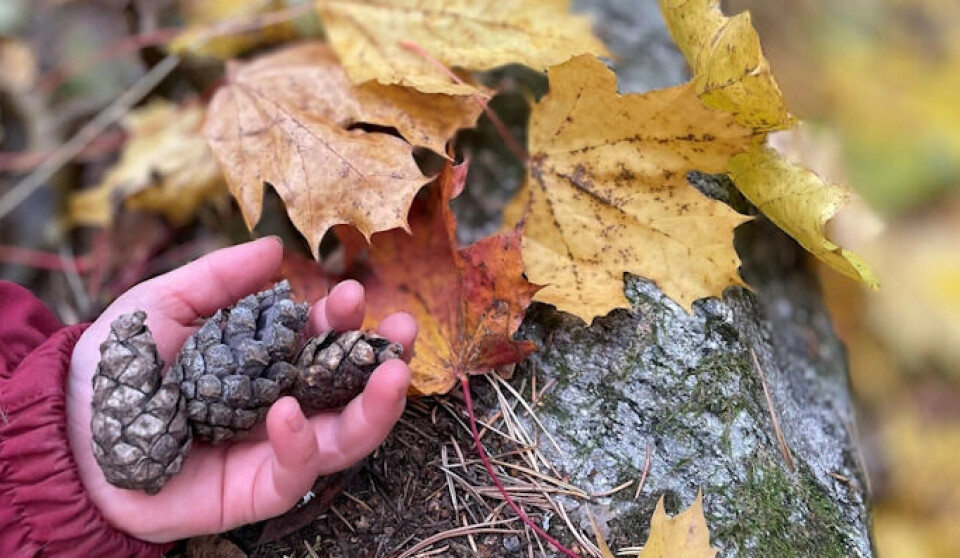 These pinecones might be Super Mario stars.