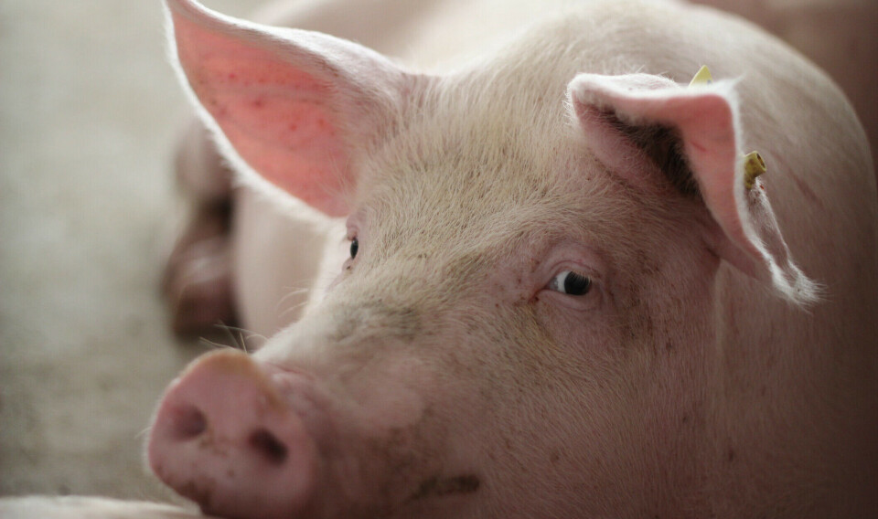 What do pigs and birds have in common?