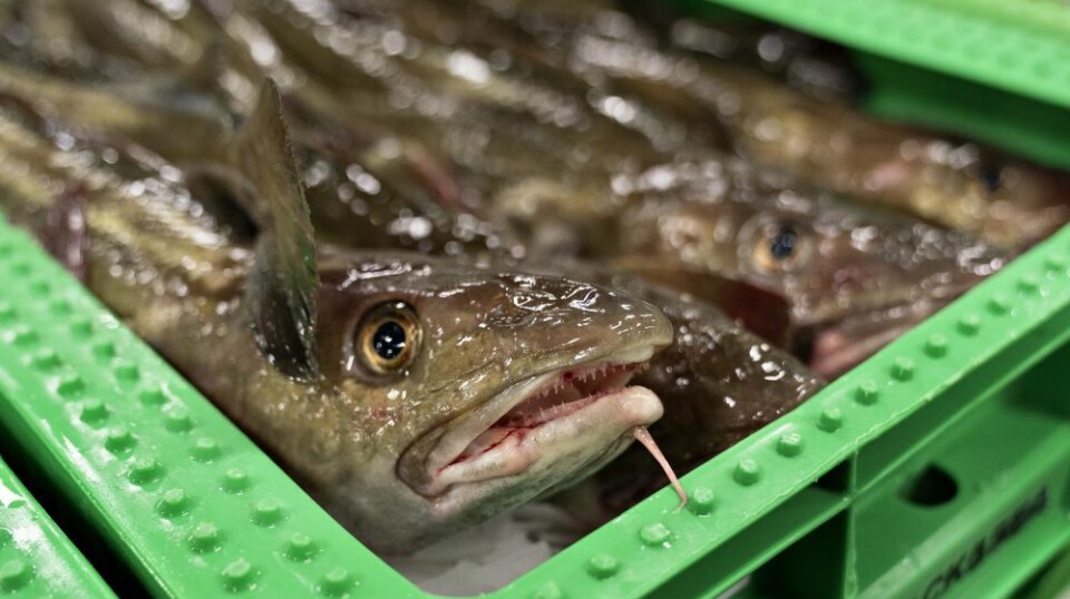 Cod is referred to as white gold. But as a recent study shows, it does not let itself be ‘tamed’ very easily.