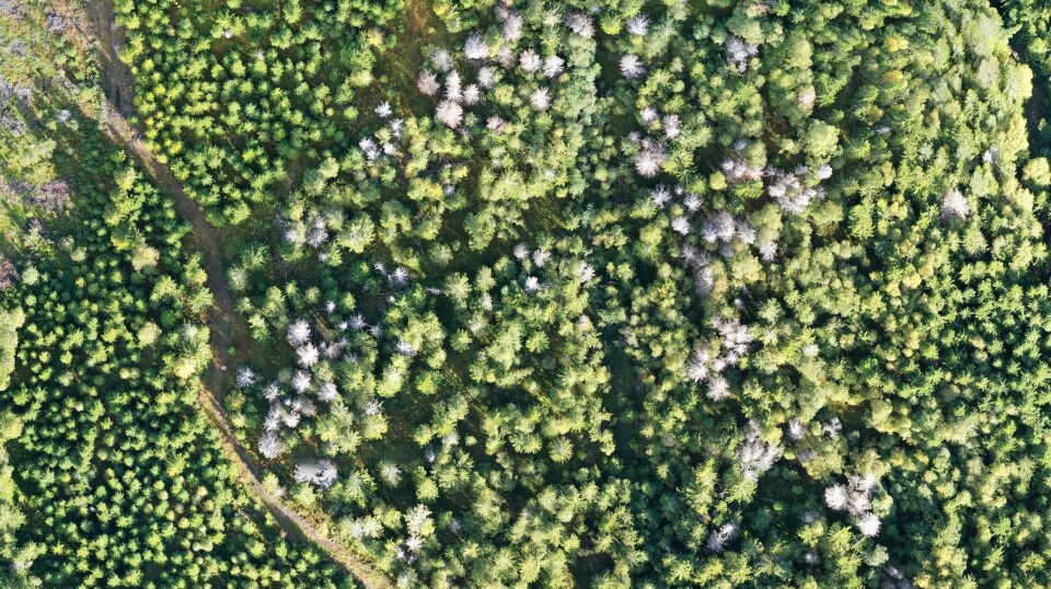The small spruce bark beetle can kill thousands of trees when there is an outbreak. Such attacks may become more common in the years to come. Already today, there is increased mortality in Norwegian forests. Here from Vestfold county.