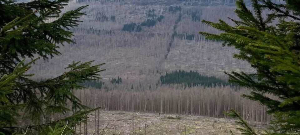 Increased risk of major bark beetle outbreaks – also in Norway