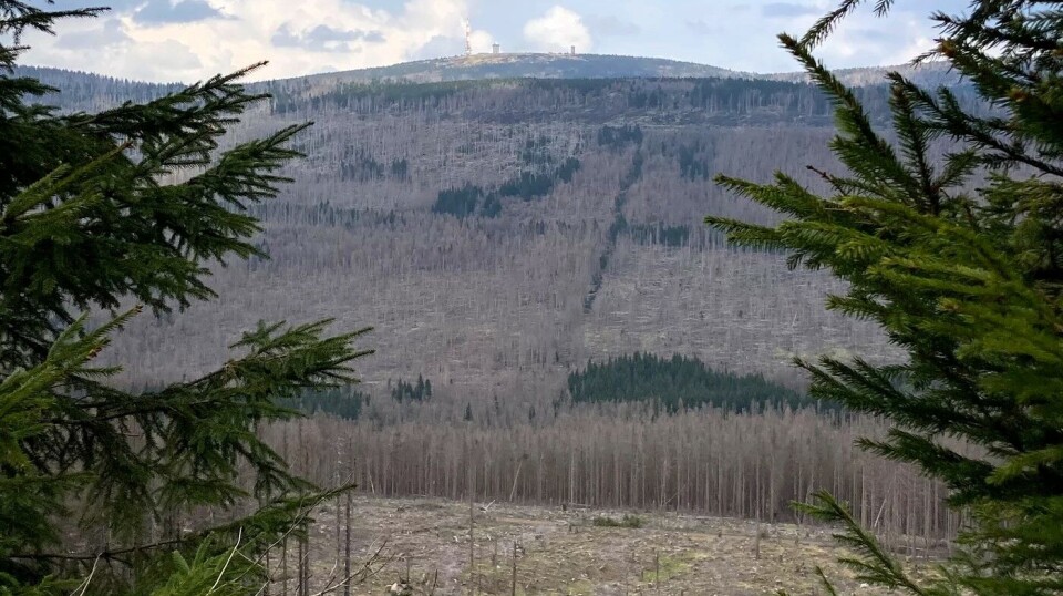 The European spruce bark beetle has killed several hundred million spruce trees in Sweden and Central Europe over the past five years. This photo shows the Brocken mountains in the Harz region, Saxony-Anhalt, Germany.