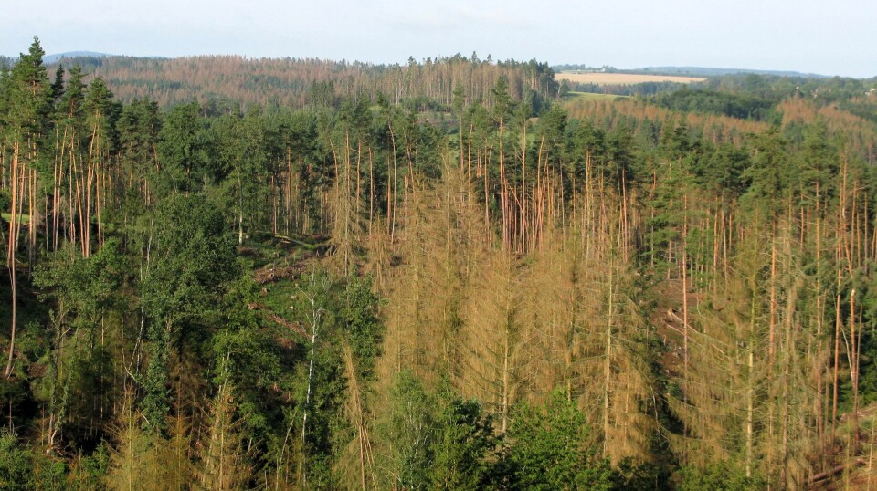 The spruce bark beetle has killed several hundred million spruce trees in Sweden and Central Europe over the past five years. Here is an example from the Bohemian-Moravian Highlands in southern Czechia.