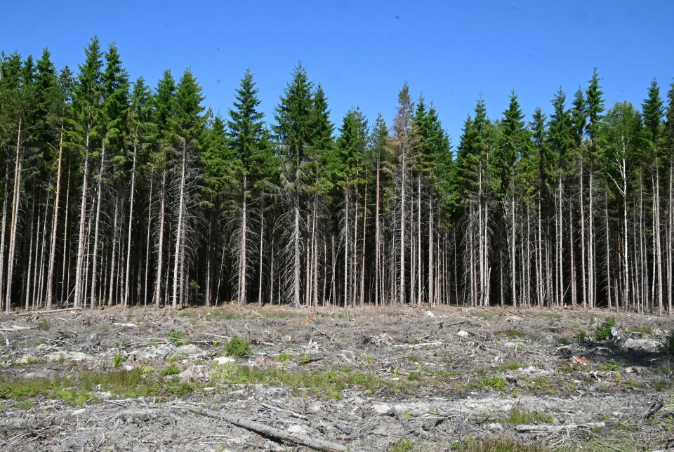 Fewer spruce trees and softer clearcut edges can prevent and mitigate future bark beetle outbreaks. An alternative to current clearcutting practices is more closed harvesting methods where the clearcut areas are smaller or more trees of varying heights are left standing, so that the edges are not as sharp.