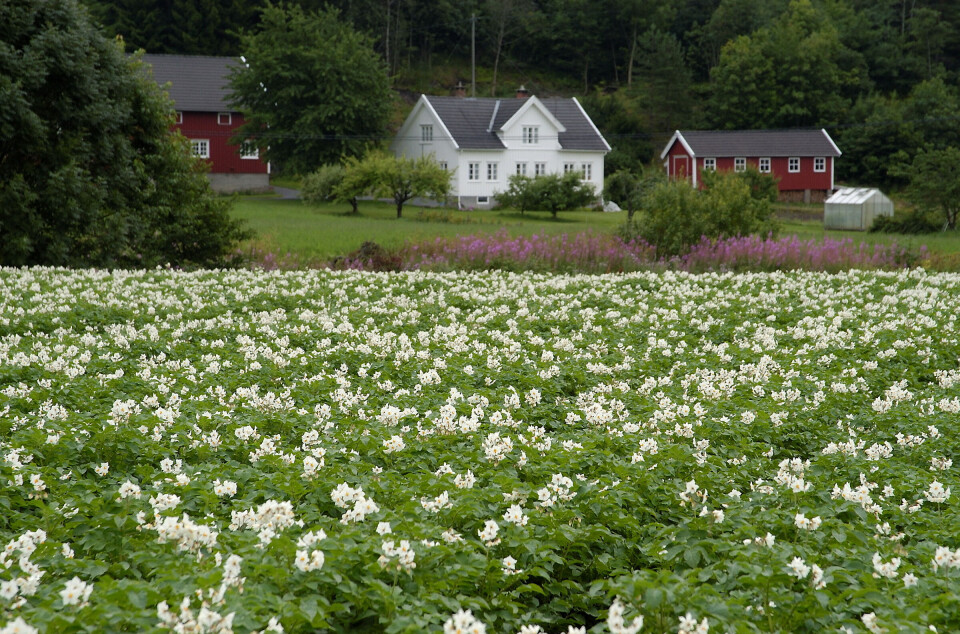 In 2024, NIBIO initiated a large project on potato late blight, utilising CRISPR in collaboration with other research institutions.