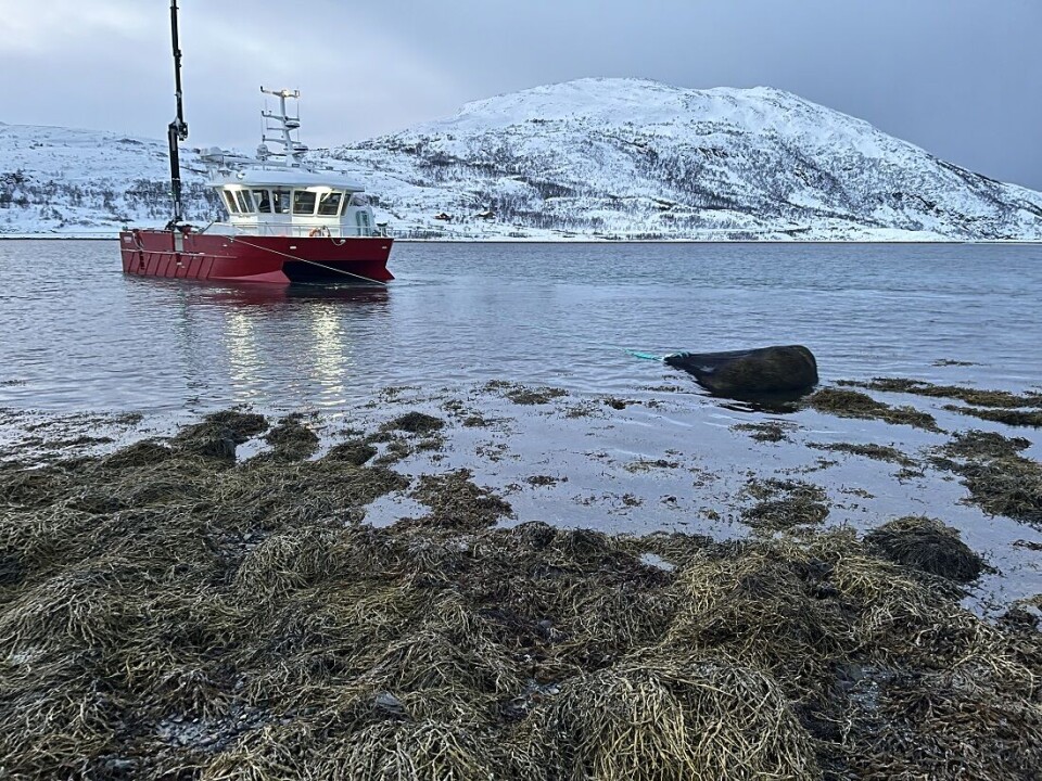 Polar Algae harvests algae for use in several different products. The harvest rotates so that the same areas are only harvested every five years.