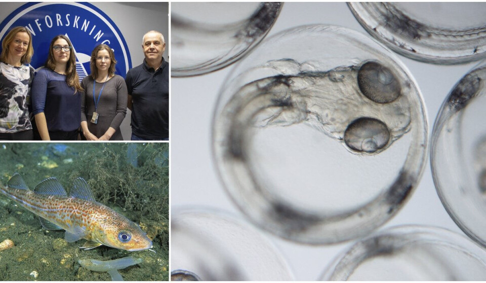 IMR scientists Kaja Skjærven, Maud Alix, Lene Kleppe and Olav Kjesbu.