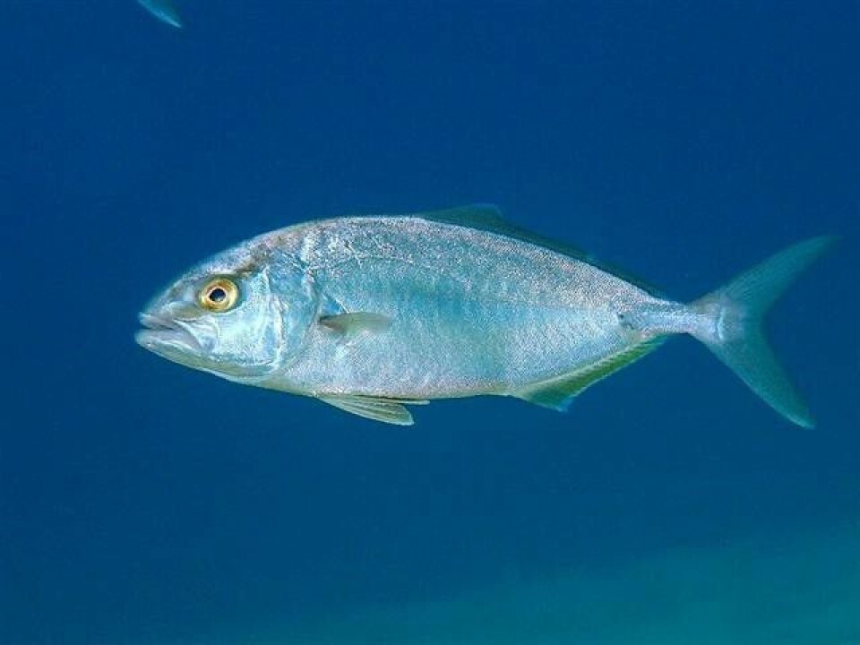 The researchers found remains of this fish species Seriola, which is now on its way north to a warmer climate, in Nygrotta.