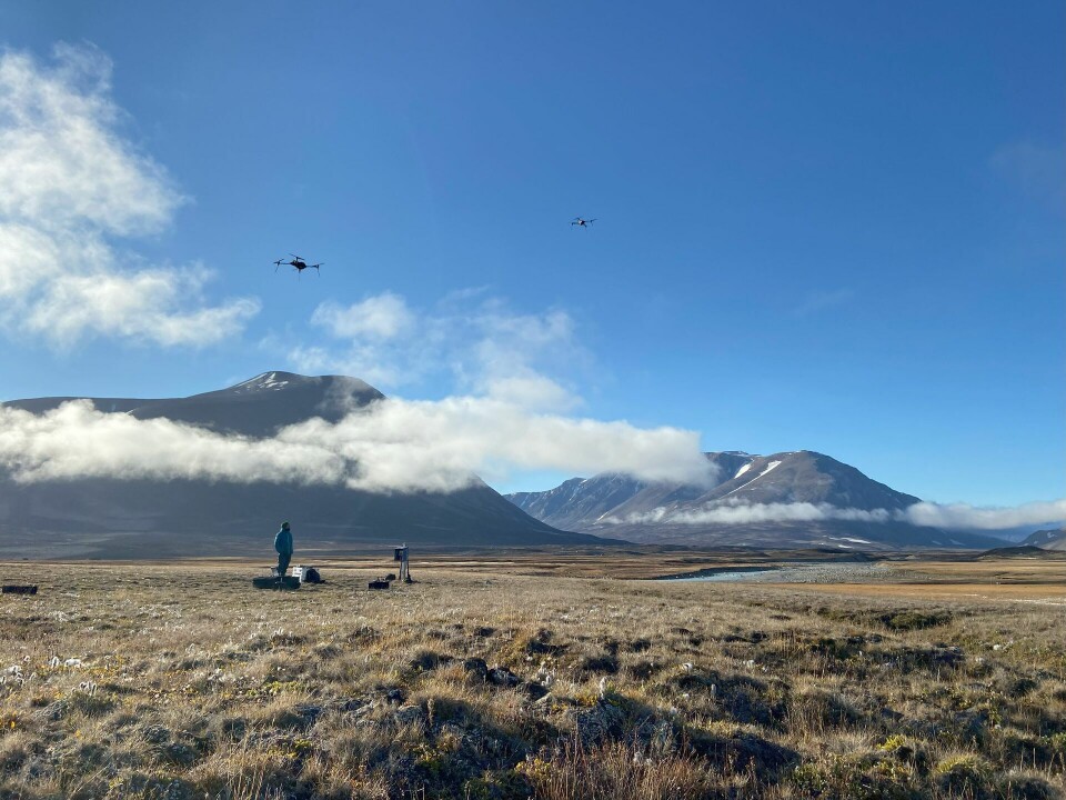 The next step for the researchers is to test the drones in Svalbard. Here we see a test flight carried out in a field in North-East Greenland, August 2022.