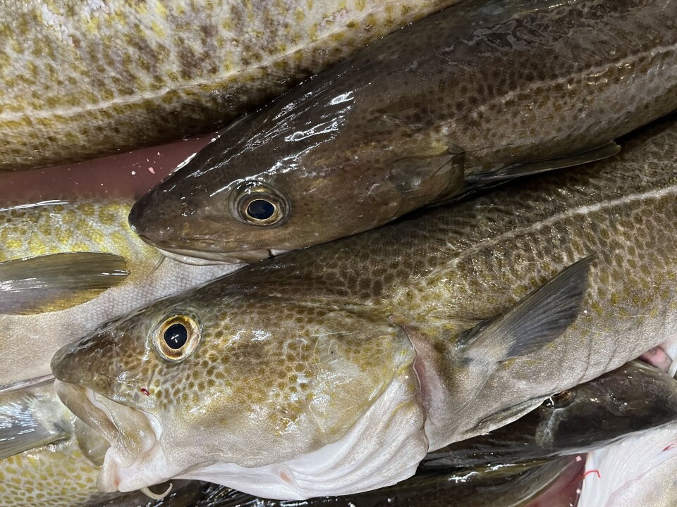 The cod that has entered the facility.