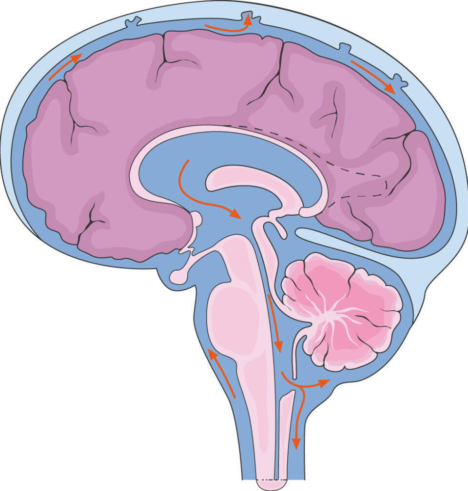 Cerebrospinal fluid fills cavities in the brain called ventricles and circulates up and down the spine and around the brain itself. The extent to which the liquid penetrates the brain remains a topic of considerable debate. Illustrasjon av en hjerne i lilla med blå væske i et hulrom i midten, rundt hjernen og nedover ryggraden.