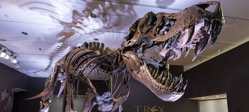 Do dinosaur bones turn to stone?