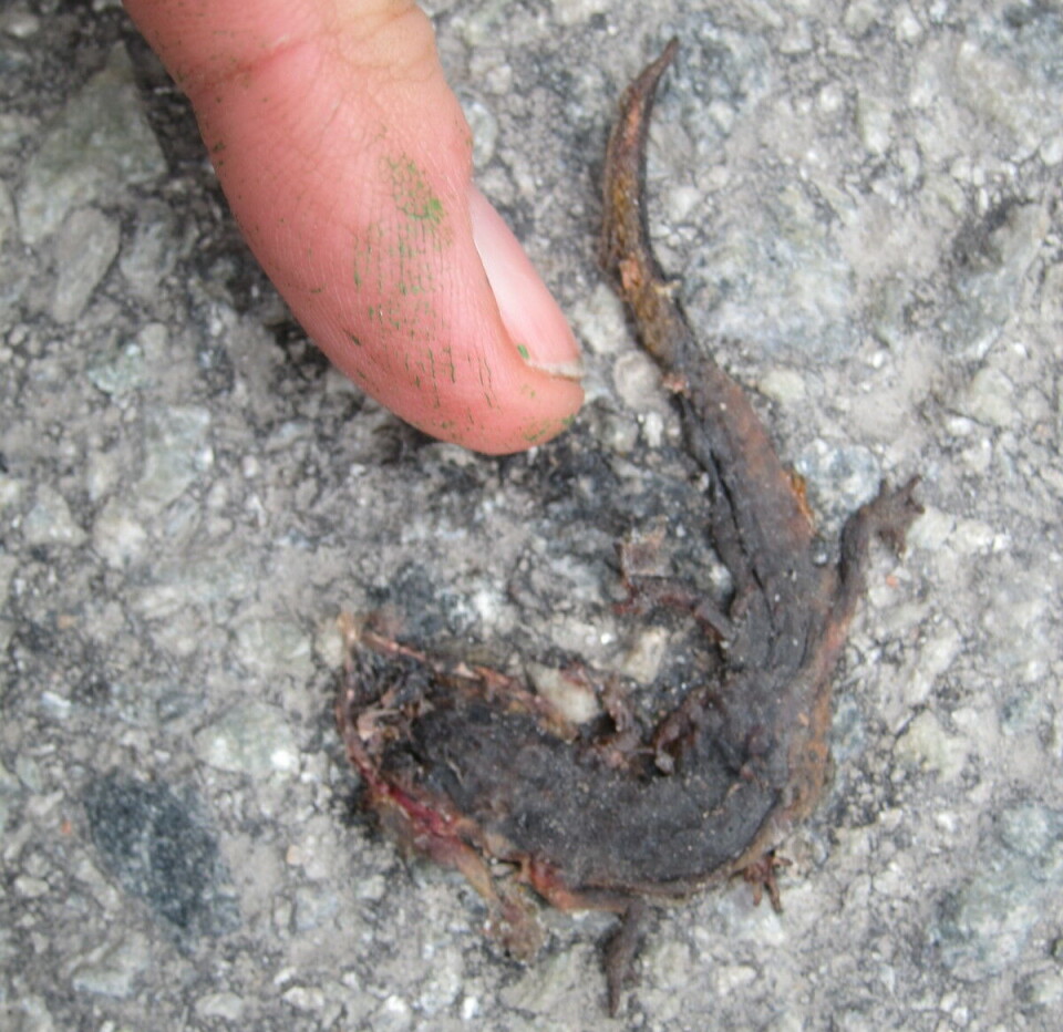 Watch out if you're out in the dark and there's a pond nearby. Flat salamander på asfalt.