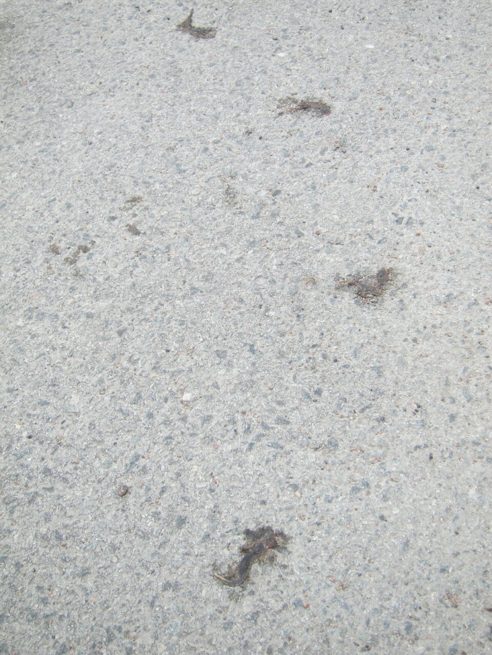 Beate Strøm Johansen counted 110 flattened salamanders in the parking lot of Voie church in Kristiansand after an event in the evening. Flere flate salamandere på asfalt.