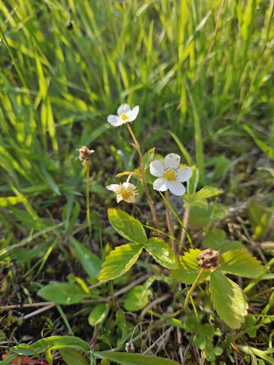 An excavation threatened the wild strawberries near Slettebakken. Now they have a place in the meadow. Hvite blomster på en markjordbærplante står mellom grønt gress. Solen skinner på den.