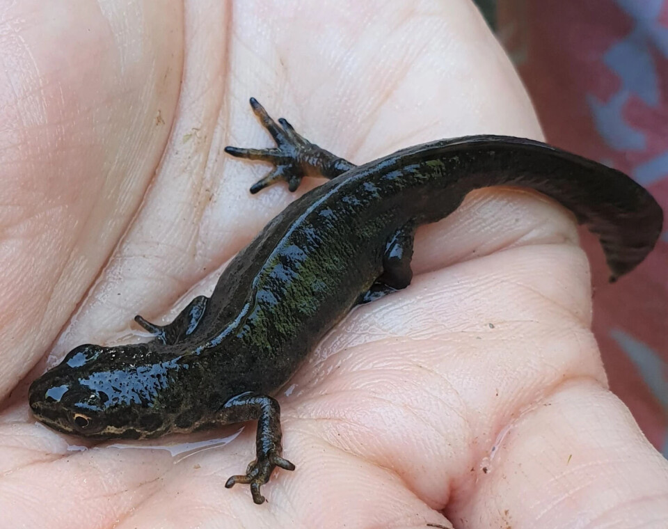 The small salamander is an amphibian and spends most of its life on land. It can be difficult to spot. Småsalamander i håndflate.