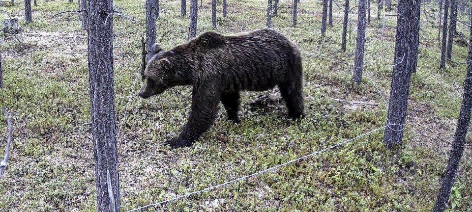 Resarchers use hair traps to monitor brown bears in one of the most remote Arctic areas