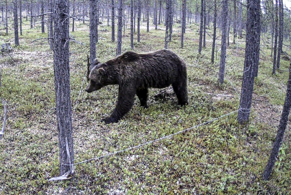 A male bear visits a hair trap in Pasvikdalen in the summer of 2023.