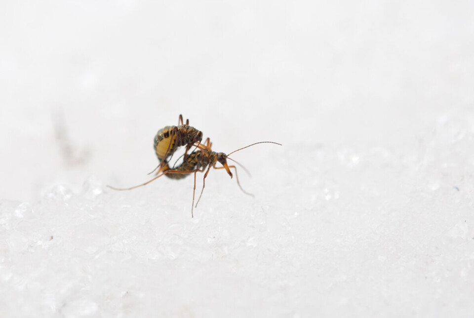 Cold winters rich in precipitation are positive for insects. Here are two Boreus westwoodi mating on snow. Nebbflue på snø