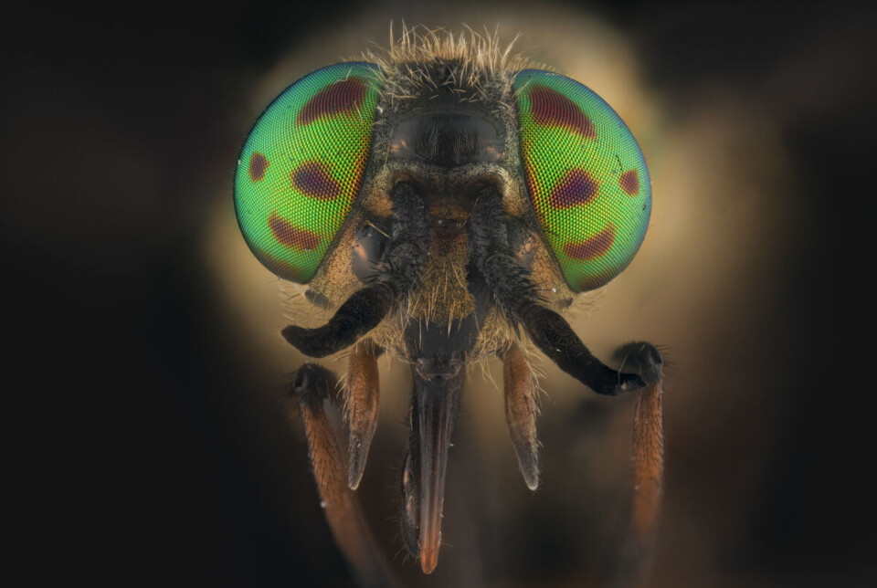 The Chrysops relictus is one of the species commonly seen in the researchers' traps. Nærbilde insekt