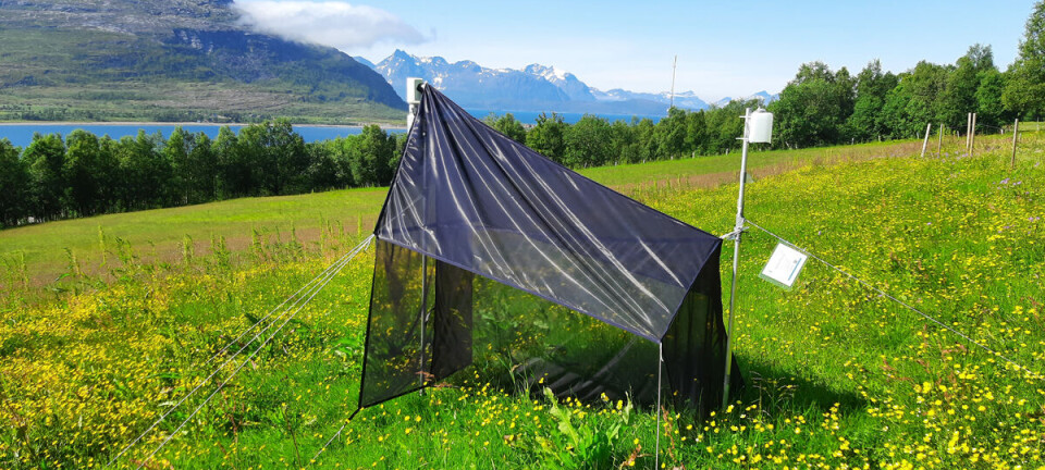 Insects prefer cold winters with lots of snow