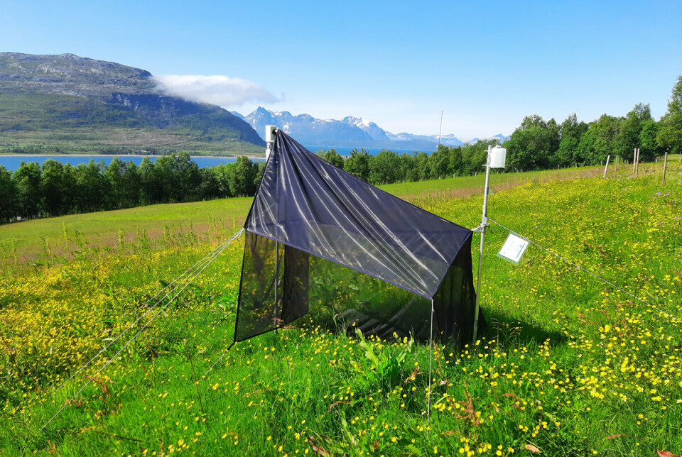 Trapping insects in Troms in Northern Norway. Telt på blomstereng