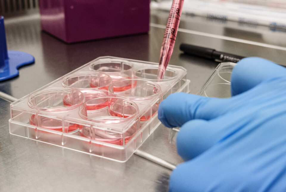 Mixing Staphylococcus aureus and human tonsil cells to find out what genes are at play, when the bacteria cling on to our human cells.