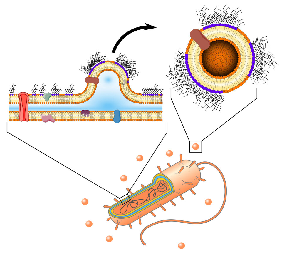 The vesicles are lipids, or fat bubbles, from the membrane, if you will, and they are essentially the bacteria’s membrane leftovers. The bacteria release them both to get rid of waste materials, and to communicate with other bacteria.