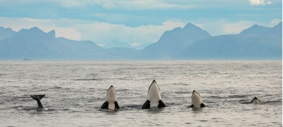 They all hang out together, but family is most important for Norwegian orcas