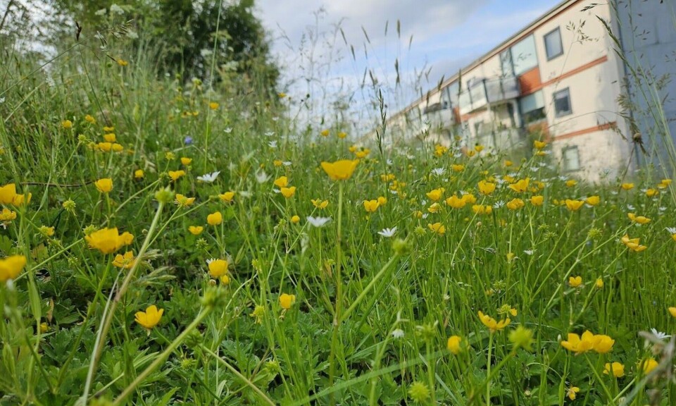 A lot happened to this lawn when the caretaker stopped mowing it.