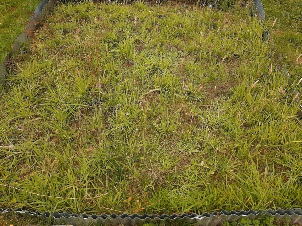 July 2020: a bit thin on flowers so far. But many flowers need more than just one year to appear.