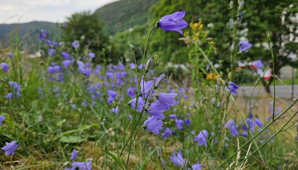 Harebells (Campanula rotundifolia) in the meadow.