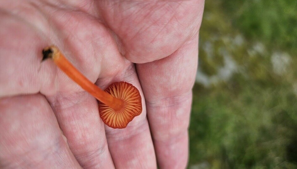 Colourful pasture fungi such as the garlic waxcap (Hygrocybe helobia) appeared.