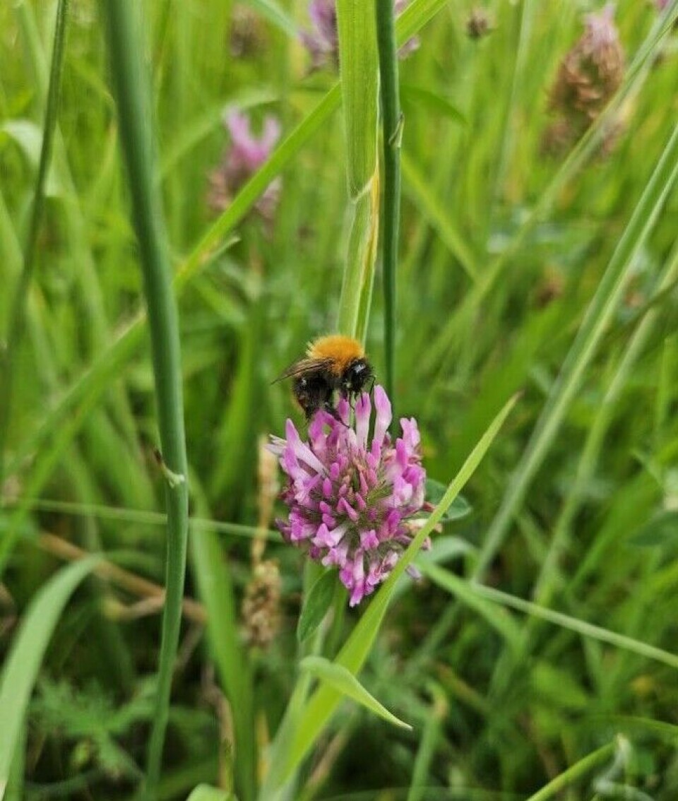 Bumblebees enjoy the red clover.