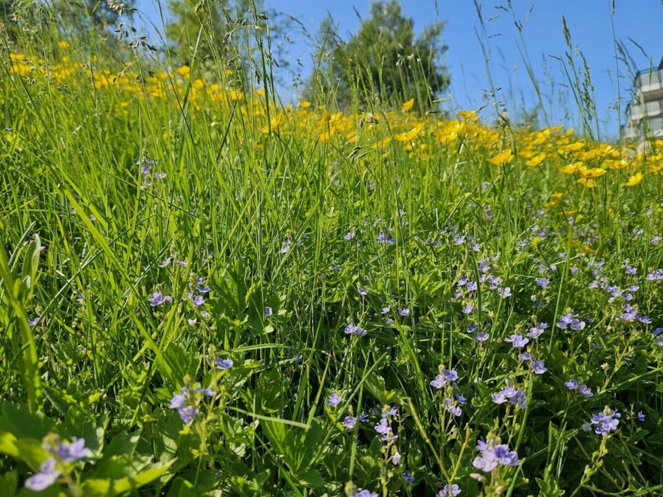 Germander speedwell (Veronica chamaedrys) in blue and creeping buttercup (Ranunculus repens) in yellow.