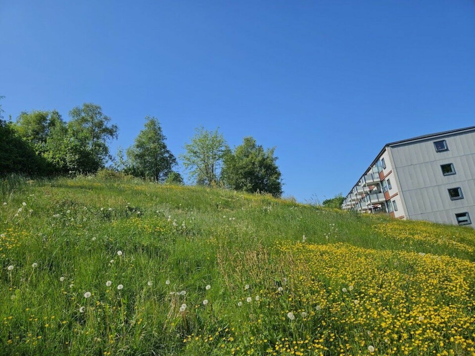 This part of the meadow was simply allowed to grow, which yielded large quantities of creeping buttercup.