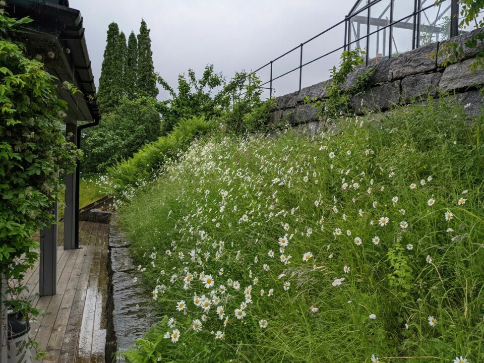 Slope with oxeye daisies in Inger Auestad’s garden in Sogndal, Western Norway.