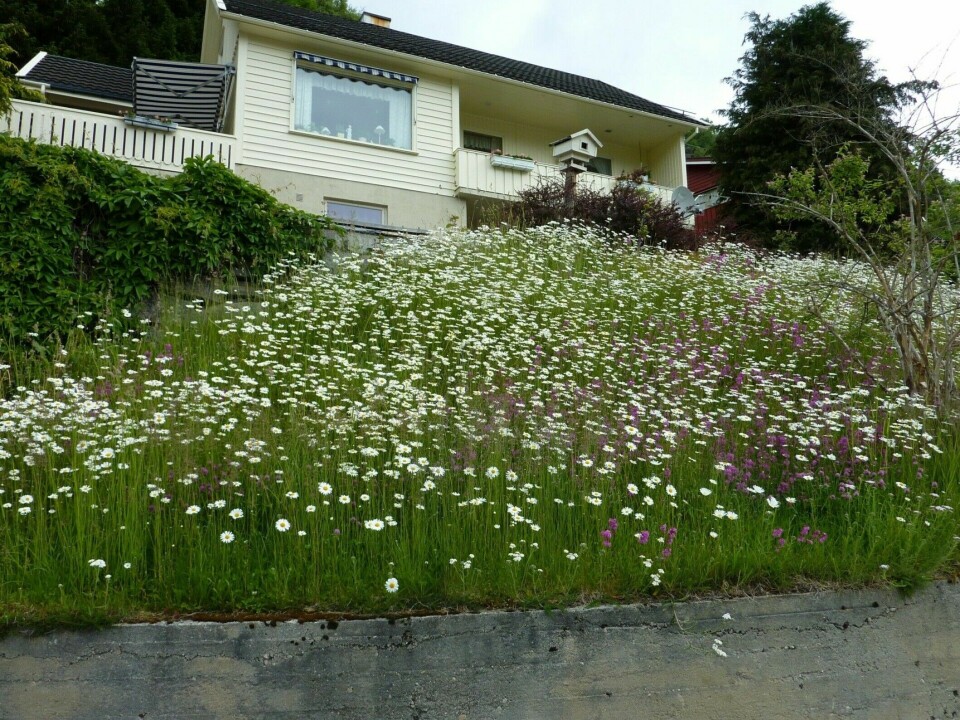 From Inger Auestad's neighbourhood in mid-June.