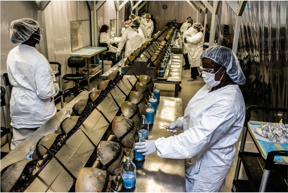 This is what it looks like at Charles River Laboratory when the blood of horseshoe crabs is harvested. Flere hvitkledde mennesker står inne på et laboratorium med hårnett, munnbind og hansker. De tapper blodet fra titalls dolkhaler som er montert på en rekke. Ved siden av hver dolkhale er det en glassflaske med blått blod.